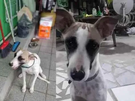 Cachorro ra a Vira Lata idade 7 a 11 meses nome Jade