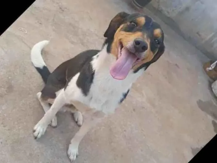 Cachorro ra a Vira-lata idade 5 anos nome Marley