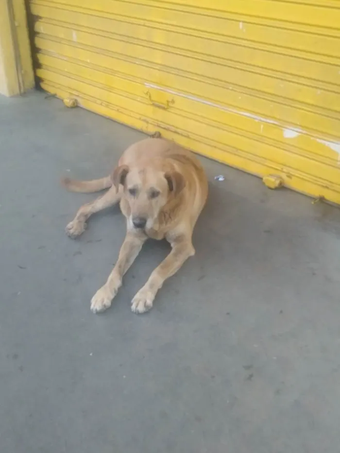 Cachorro raça .... idade 3 anos nome Hulk