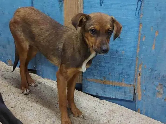 Cachorro ra a Vira lata idade 2 a 6 meses nome Sem nome