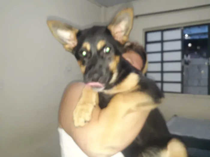 Cachorro ra a Pastor alemao idade 2 a 6 meses nome MINGAU