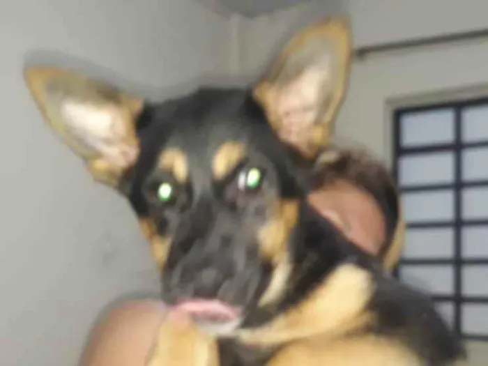 Cachorro ra a Pastor alemao idade 2 a 6 meses nome MINGAU
