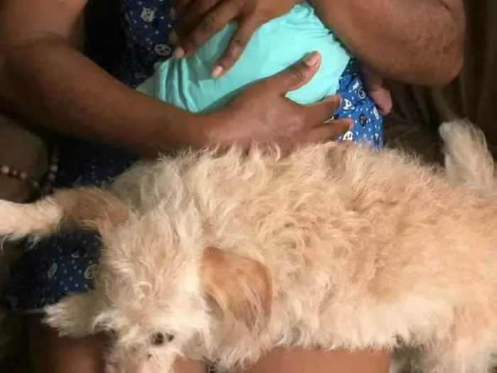 Cachorro ra a Poodle e pinscher  idade 6 ou mais anos nome Lunna