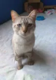 Gato raça Srd idade 1 ano nome Slash