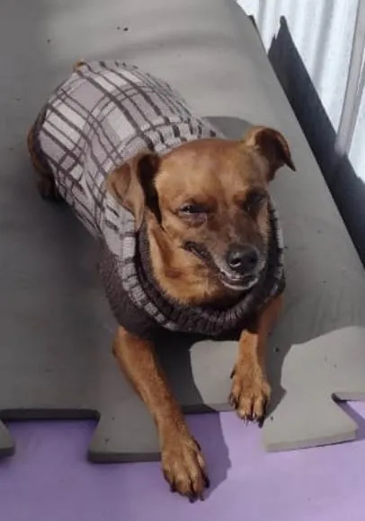 Cachorro ra a Pincher idade 3 anos nome  Rubinho