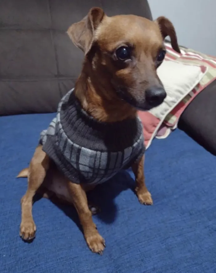 Cachorro ra a Pincher idade 3 anos nome  Rubinho