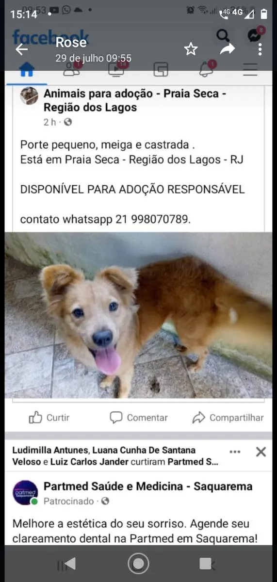 Cachorro ra a Srd idade 3 anos nome Meg