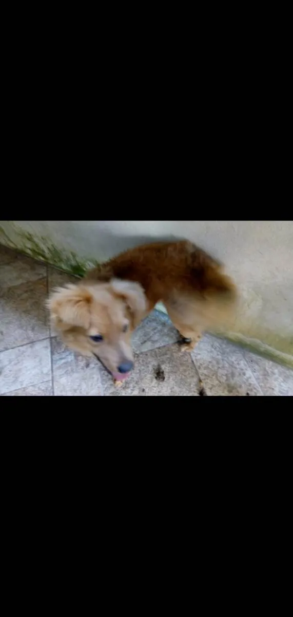 Cachorro ra a Srd idade 3 anos nome Meg