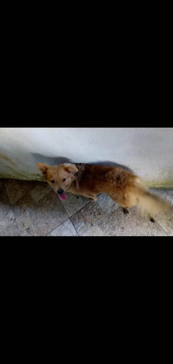 Cachorro ra a Srd idade 3 anos nome Meg