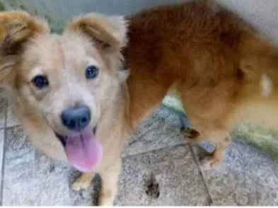 Cachorro ra a Srd idade 3 anos nome Meg