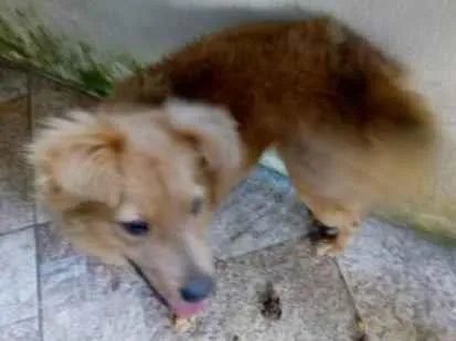Cachorro ra a Srd idade 3 anos nome Meg