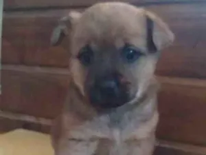 Cachorro raça vira lata  idade 2 a 6 meses nome Sem nome 