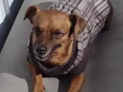 Cachorro ra a Pincher idade 3 anos nome  Rubinho