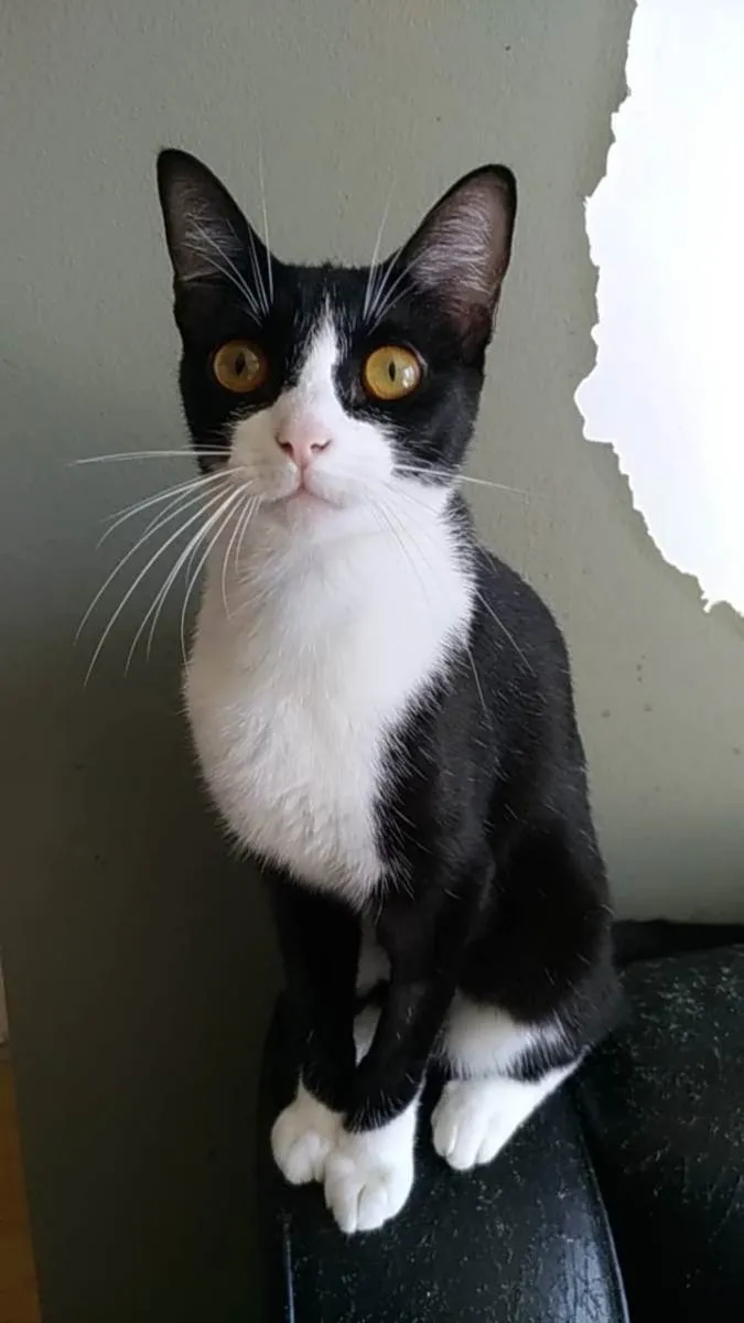 Gato ra a Srd idade 1 ano nome Margô