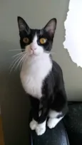 Margô