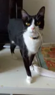 Margô
