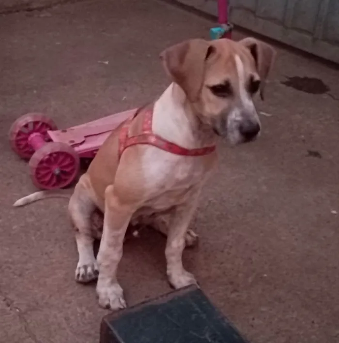 Cachorro ra a Não sei  idade 2 a 6 meses nome Lobinho 