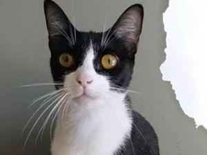 Gato raça Srd idade 1 ano nome Margô