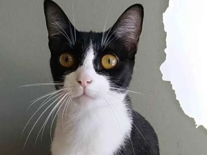Gato ra a Srd idade 1 ano nome Margô