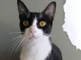 Margô