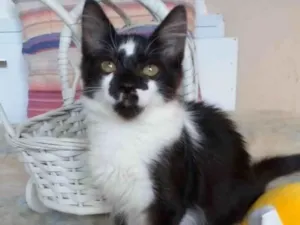 Gato raça Srd idade 2 a 6 meses nome Batman