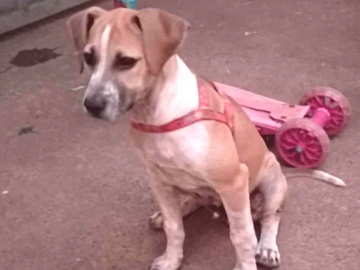 Cachorro ra a Não sei  idade 2 a 6 meses nome Lobinho 