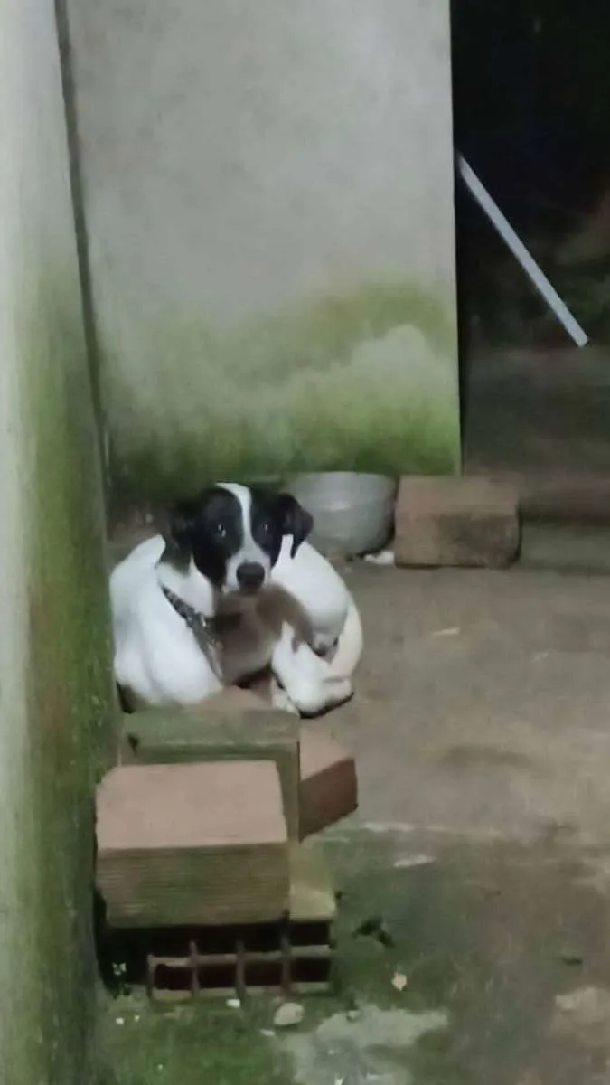 Cachorro ra a Mestiso com dálmata  idade 2 a 6 meses nome Lupi