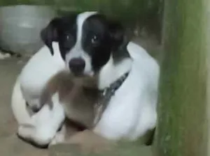 Cachorro raça Mestiso com dálmata  idade 2 a 6 meses nome Lupi