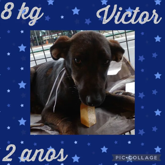 Cachorro ra a  idade 2 anos nome Victor