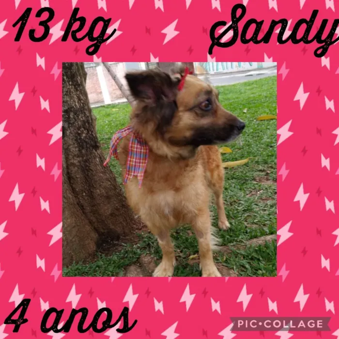 Cachorro ra a  idade 4 anos nome Sandy