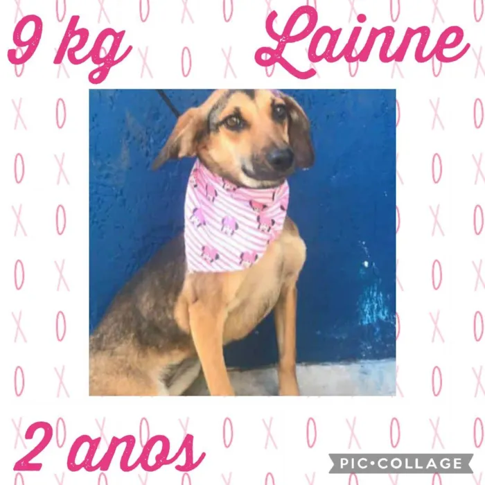 Cachorro ra a  idade 2 anos nome Lainne