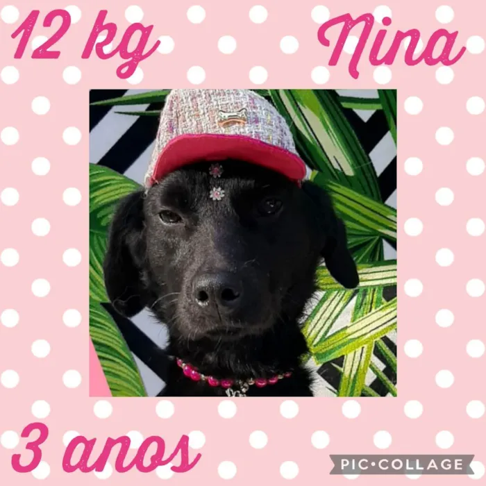 Cachorro ra a  idade 3 anos nome Nina 