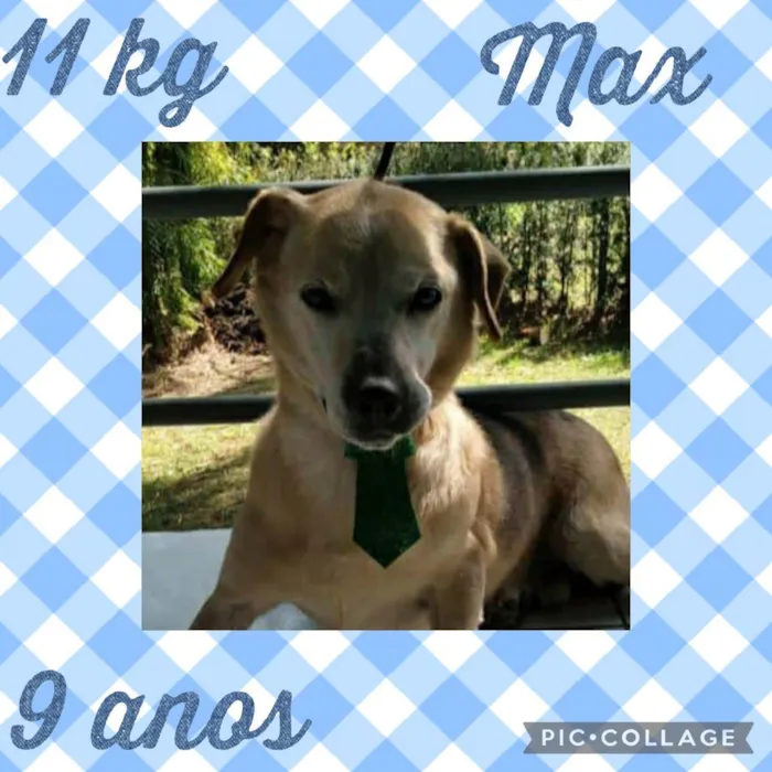 Cachorro ra a  idade 6 ou mais anos nome Max