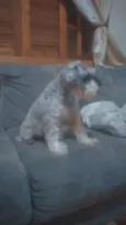 Scooby 