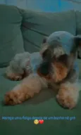 Scooby 