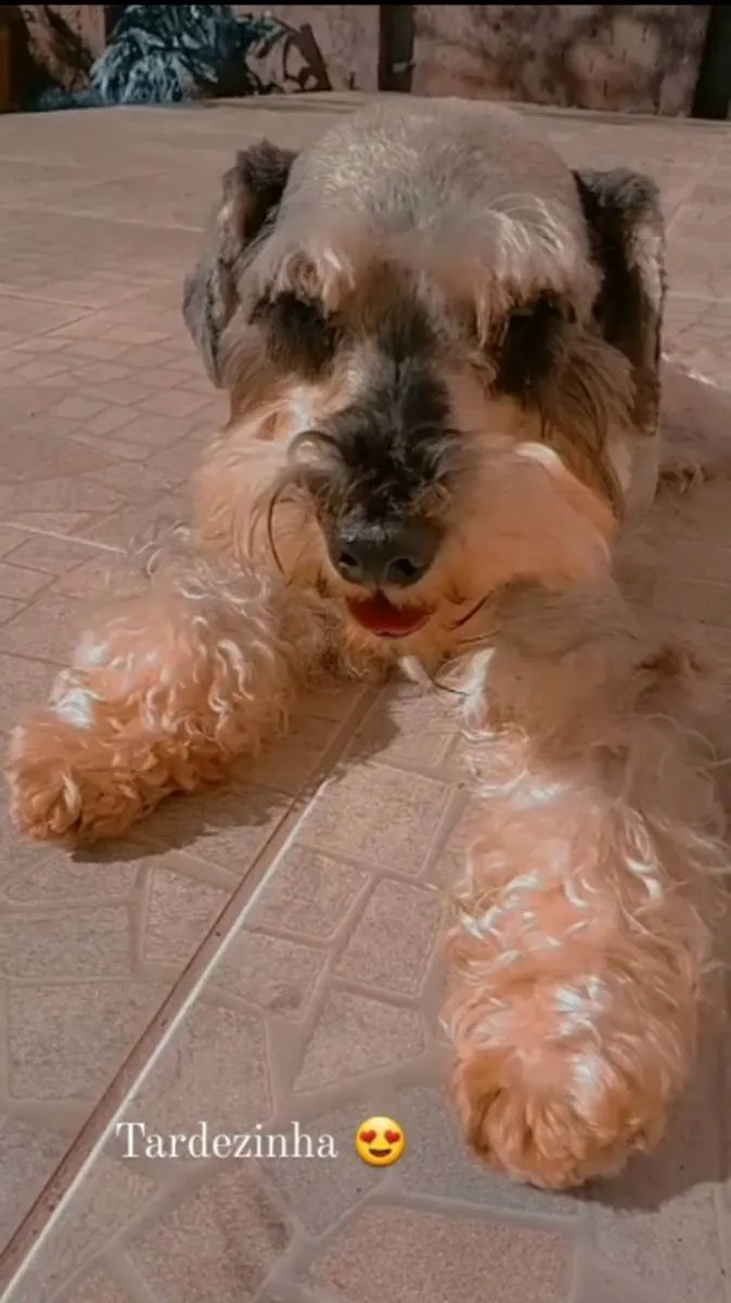 Cachorro ra a Schnauzer  idade 6 ou mais anos nome Scooby 