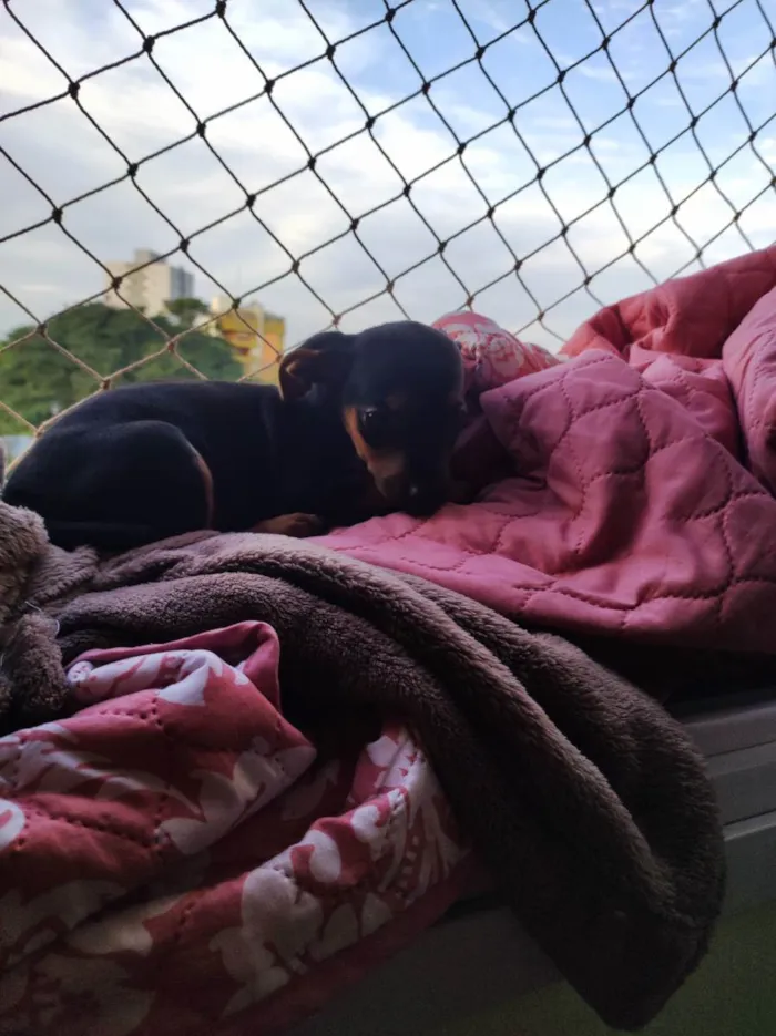 Cachorro ra a Pinscher  idade 2 a 6 meses nome Miúda 
