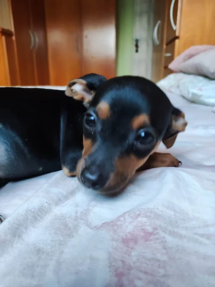 Cachorro ra a Pinscher  idade 2 a 6 meses nome Miúda 