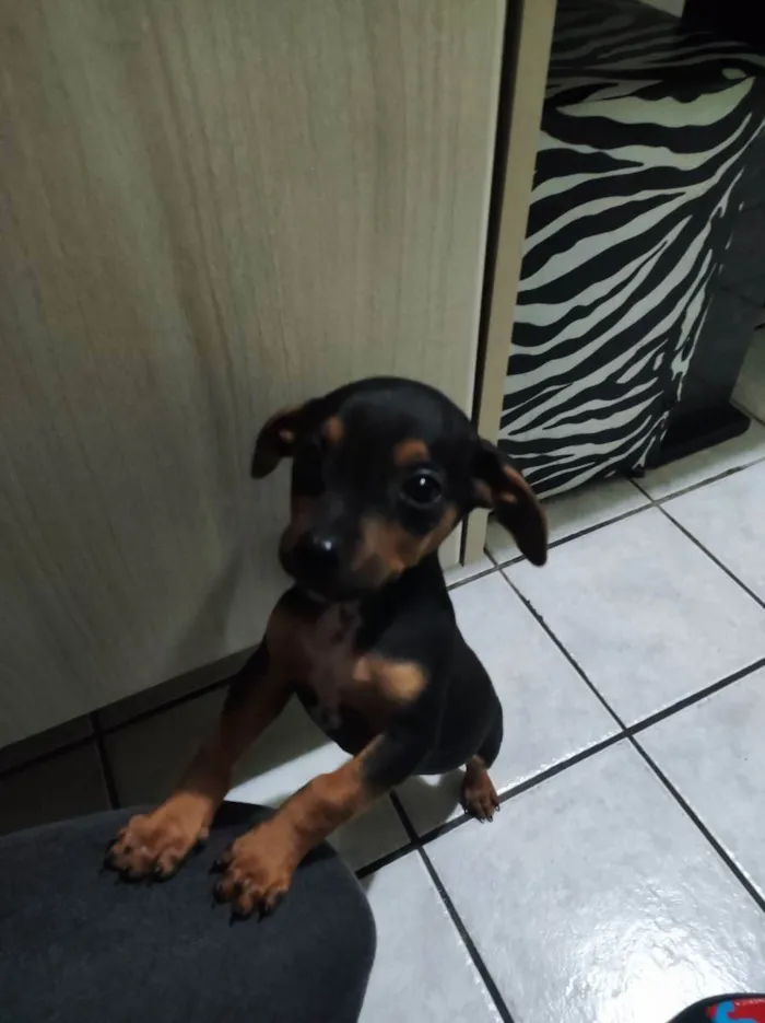 Cachorro ra a Pinscher  idade 2 a 6 meses nome Miúda 