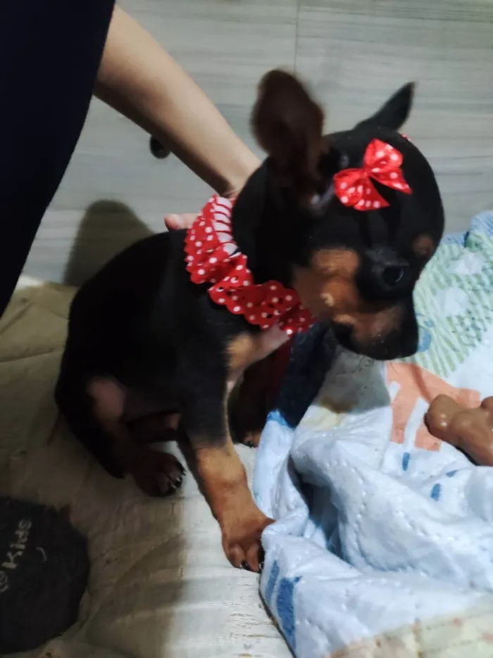 Cachorro ra a Pinscher  idade 2 a 6 meses nome Miúda 