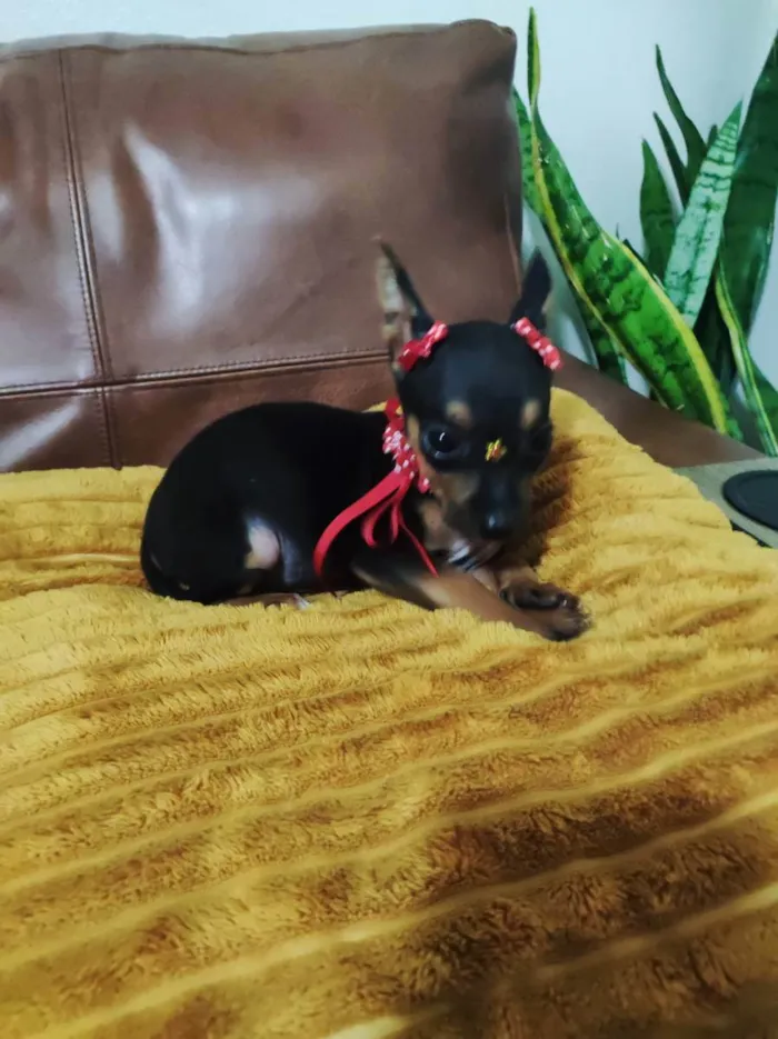 Cachorro ra a Pinscher  idade 2 a 6 meses nome Miúda 