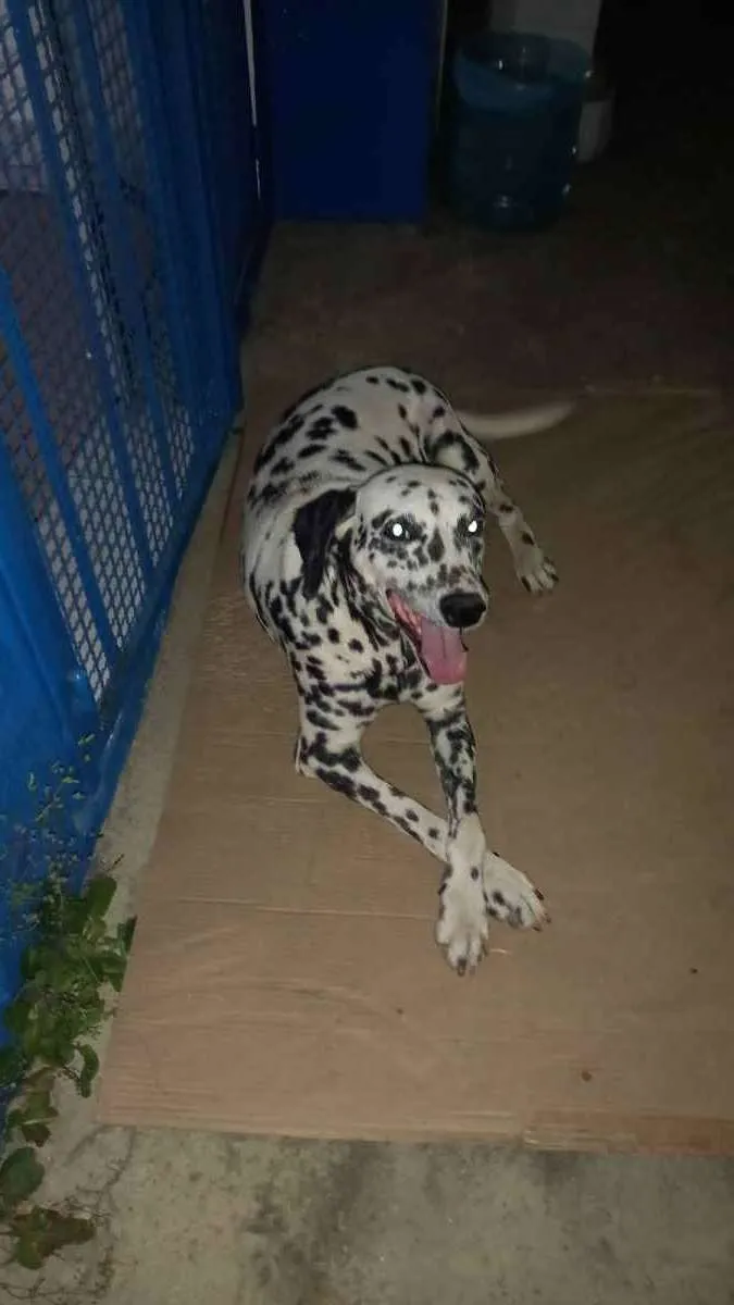 Cachorro raça Dálmata  idade 3 anos nome Mel