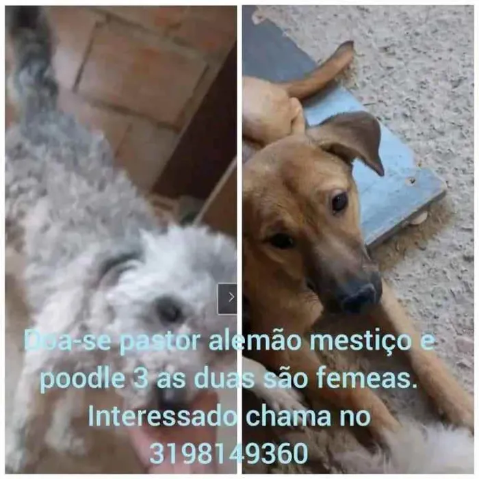 Cachorro ra a Podlle misturado e labrador  idade 2 a 6 meses nome Podlle 