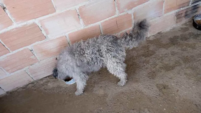 Cachorro ra a Podlle misturado e labrador  idade 2 a 6 meses nome Podlle 