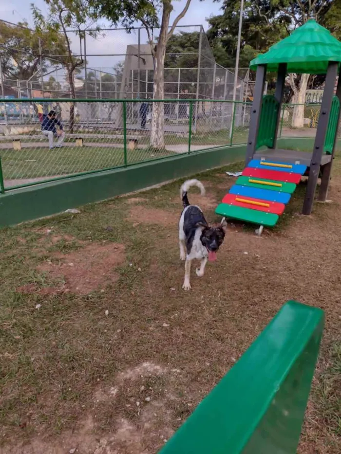 Cachorro ra a Indefinida  idade 1 ano nome Zucky 