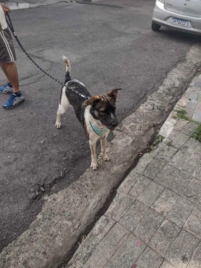 Cachorro ra a Indefinida  idade 1 ano nome Zucky 