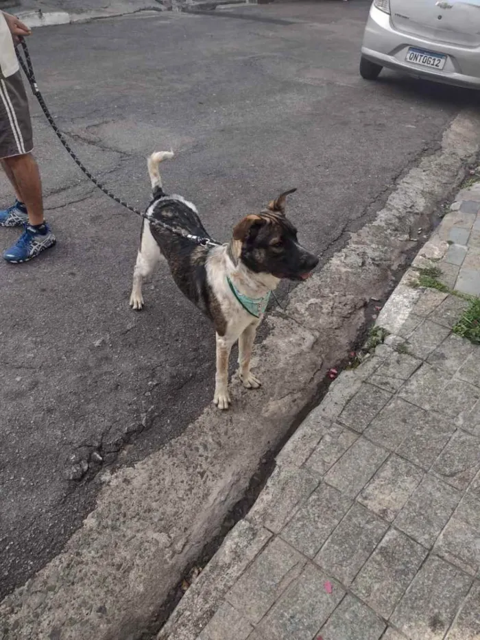 Cachorro ra a Indefinida  idade 1 ano nome Zucky 