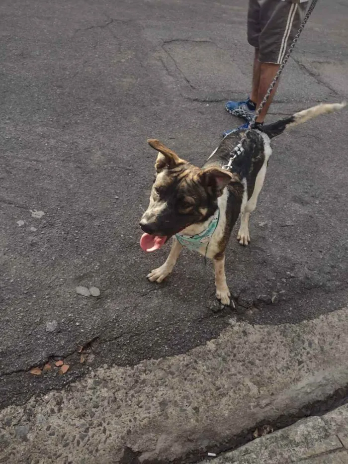 Cachorro ra a Indefinida  idade 1 ano nome Zucky 