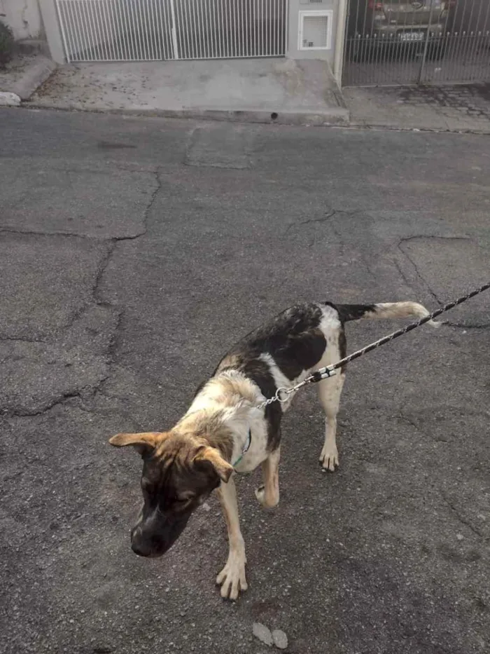 Cachorro ra a Indefinida  idade 1 ano nome Zucky 