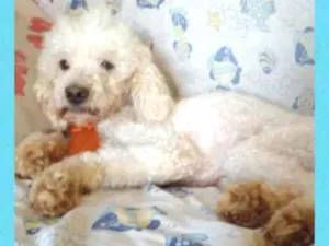 Cachorro raça Podle  idade 6 ou mais anos nome Leozinho 